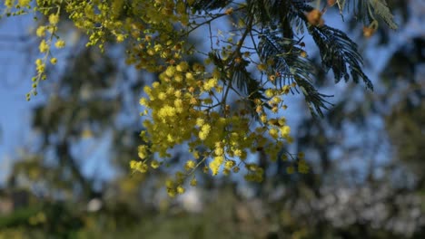 la flor de acacia colgada del árbol se balancea suavemente con la brisa