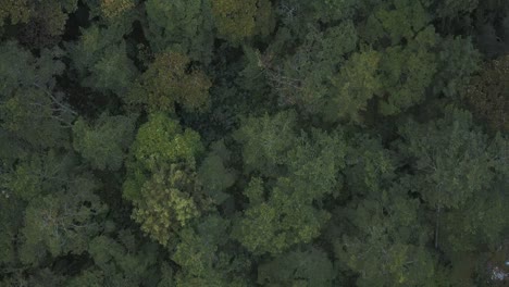 aerial drone top birdseye view over a beautiful green forest full of trees