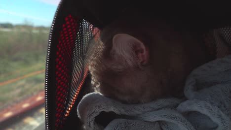 Imágenes-De-Video-De-Un-Gato-Mientras-Viaja-En-Tren,-Ubicadas-En-Un-Transportador-De-Gatos