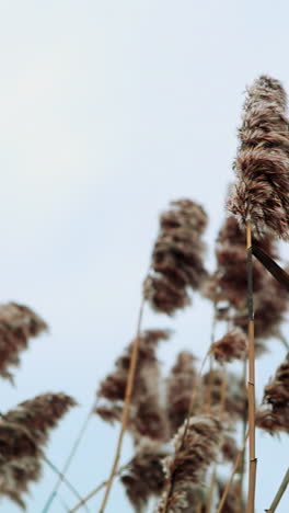 dry reeds against a cloudy sky