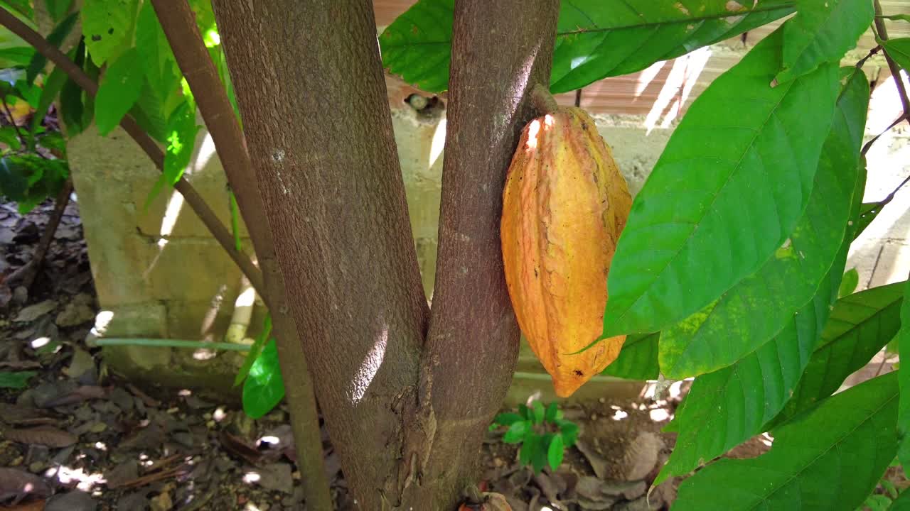 POV shot of a garden with dry leaves and a cacao tree bearing several fruits, Valles del Tuy, Miranda, Venezuela