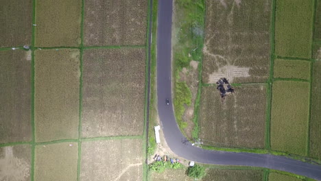 aerial top down view of a scooter flying over agriculture paddy field in bali, indonesia