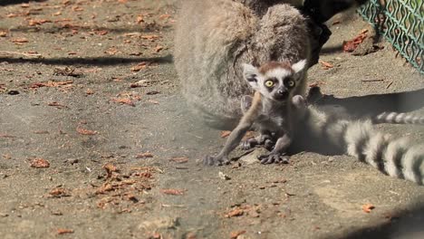 Un-Lémur-De-Cola-Anillada-Con-Sus-Crías-Capturado-En-El-Zoológico-De-Batumi,-Lo-Que-Ilustra-El-Concepto-De-Cuidado-De-Primates-Y-Esfuerzos-De-Conservación.