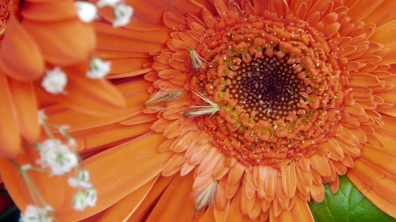 primer plano de una flor de gerbera naranja