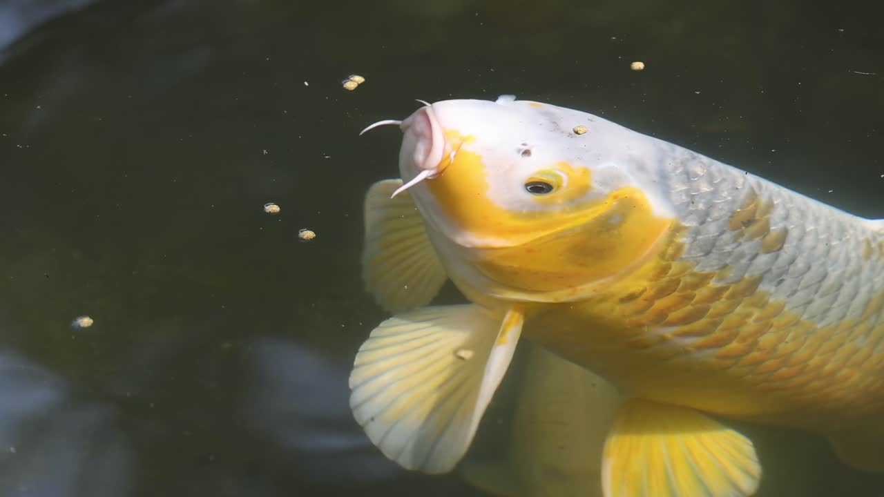 A detailed view of a koi fish eagerly feeding on floating pellets in a tranquil pond.