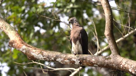 un águila pescadora de cabeza gris sentada en una rama con vistas a un lago en las selvas de nepal