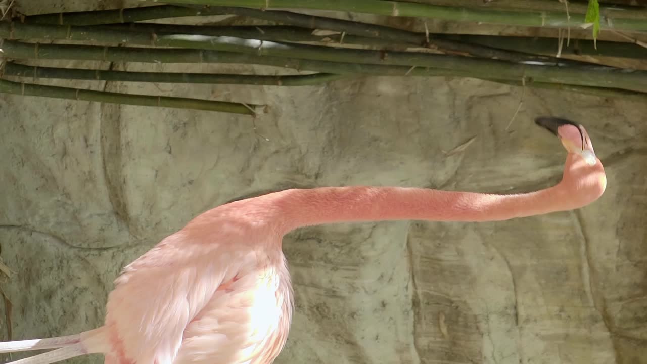 돌 과 대나무 배경 에 있는 분홍색 플라밍고 가 등 을  ⁇ 고 있다