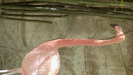 rosa flamingo auf einem stein- und bambushintergrund kratzt sich am rücken