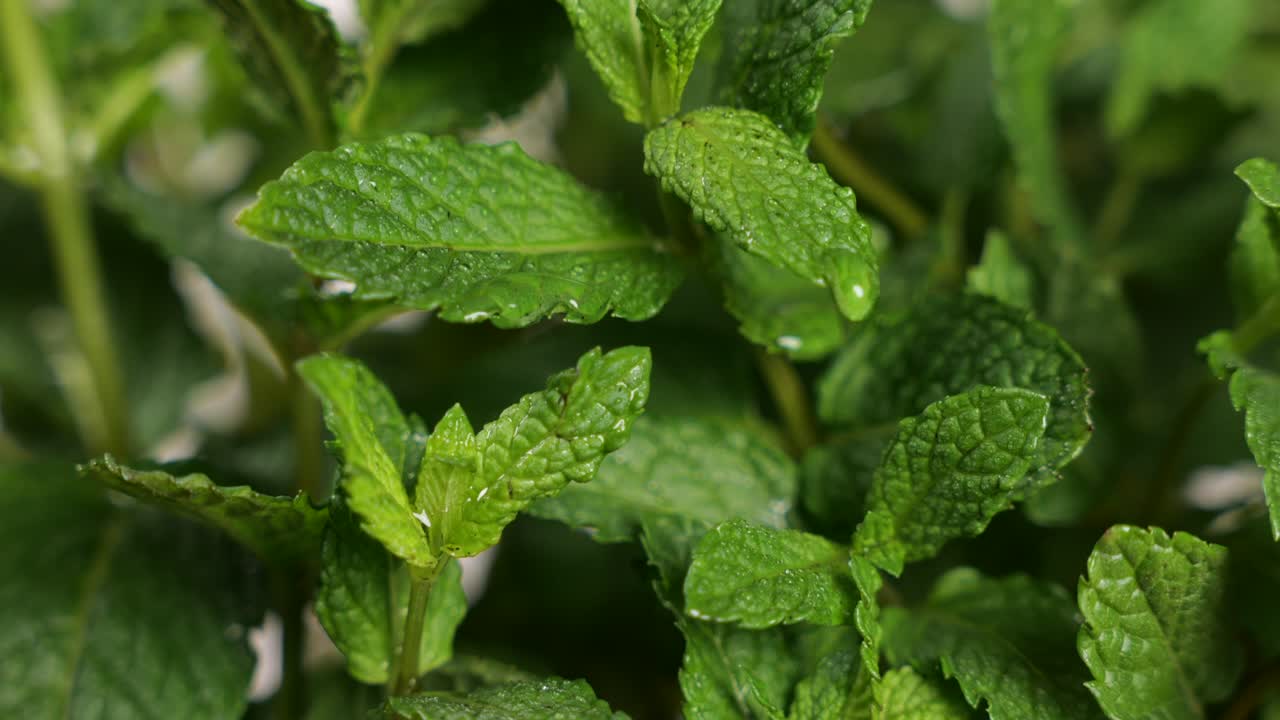 vista macro de gotas de agua sobre hojas de menta