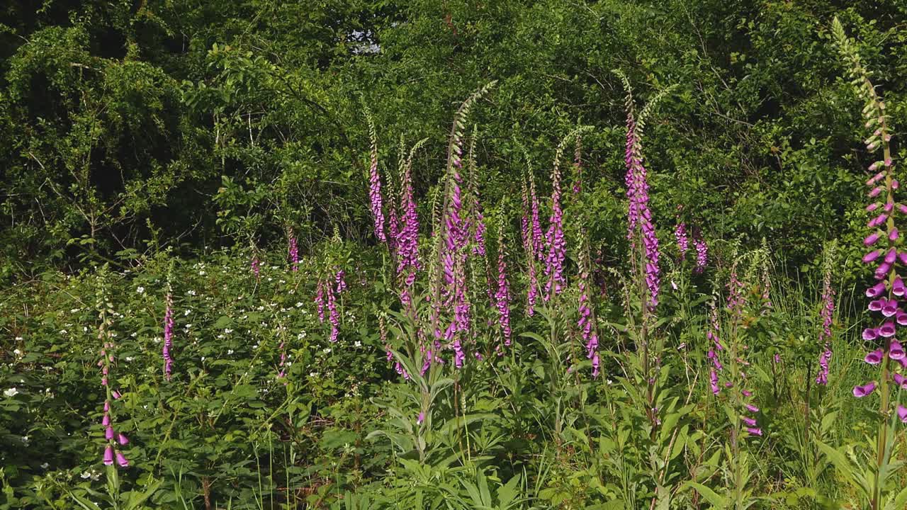 guantes de zorro, digitalis purpurea, que crece en el seto. primavera.