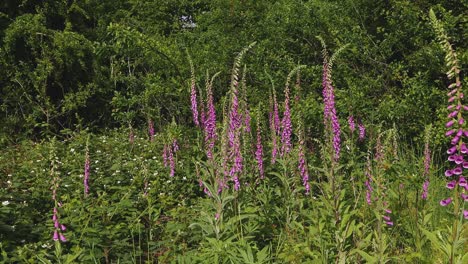 Foxgloves,--Digitalis-purpurea,-growing-in-hedgerow.-Spring.-UK