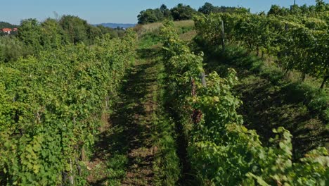 aerial view of vineyard, flying through rows of grapevine, grape harvest