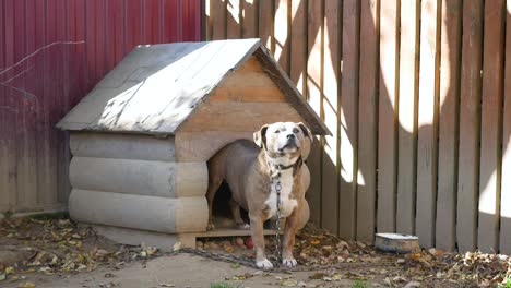 dog on a chain, the dog next to the booth, the dog in the yard. guard dog on a chain in the village. cute country attached with short chain to its kennel