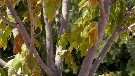 Leichter-Wind-Weht-Blätter-Auf-Kleinen-Baum