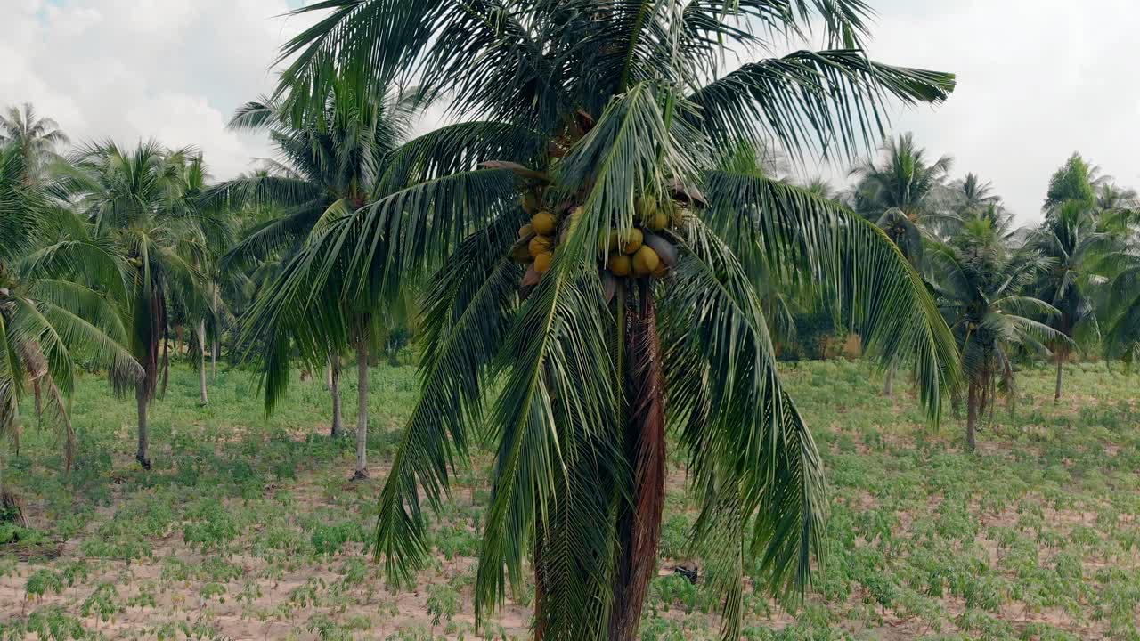 el viento de cerca sacude las hojas de las palmeras con cocos amarillos