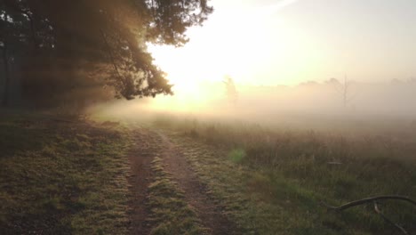 misty sunrise path through the woods