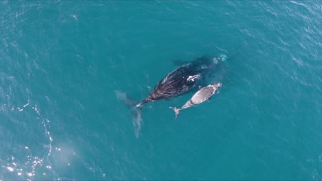 Wale-Unter-Möwenangriff---Luftaufnahmen-Aus-Der-Vogelperspektive