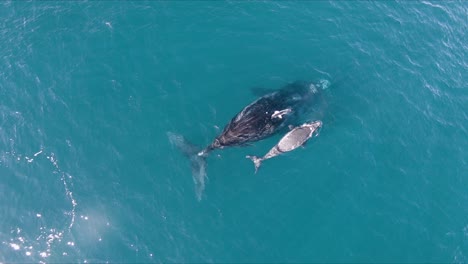 ballenas bajo el ataque de las gaviotas - toma aérea de ojo de pájaro