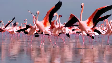 flock of flamingos in flight
