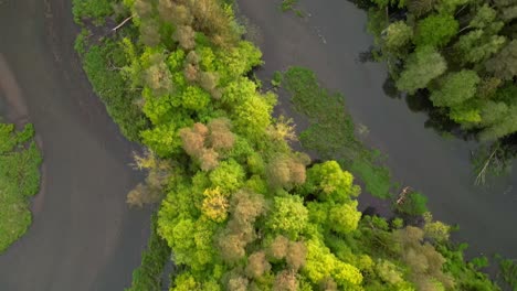 drone view of the river floodplain and the forest through which it flows