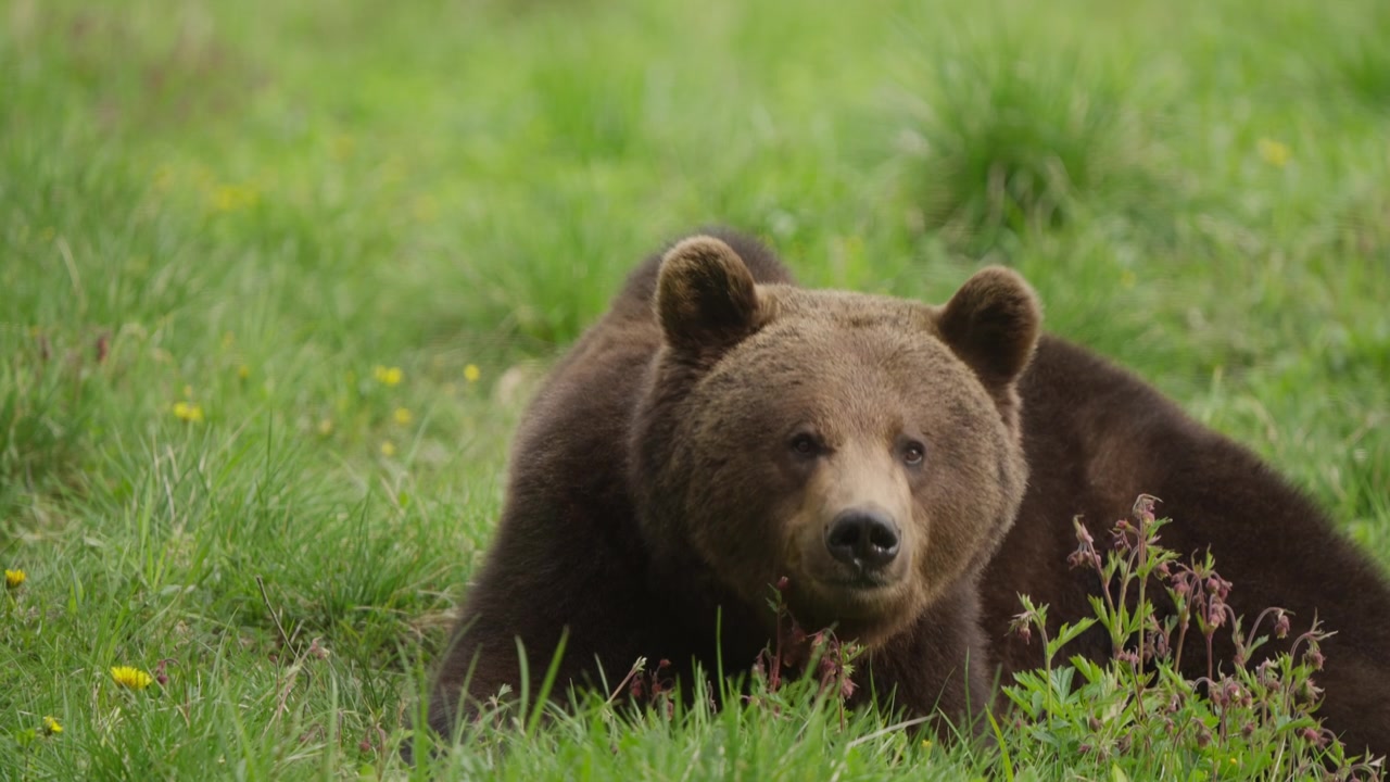 Orso bruno eurasiatico giace nell'erba alta masticando al rallentatore; alza la testa, guarda a sinistra, continua a masticare, poi abbassa di nuovo la testa. Scatto dettagliato di fauna selvatica con bassa profondità di campo.