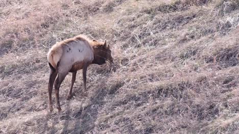 shaggy elk with unique prong antlers eats dry grass on steep hillside