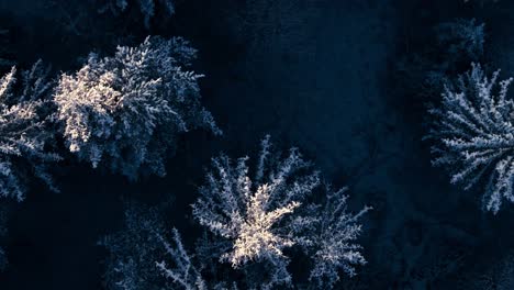 frozen forest with snow covered trees in winter, indre fosen, norway - aerial top down