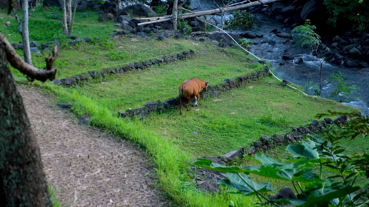 Solo brown cow feeding on grass of terraced garden next to stream of flowing water on tropical island of Bali, Indonesia
