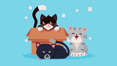 cute cats in carton box animation