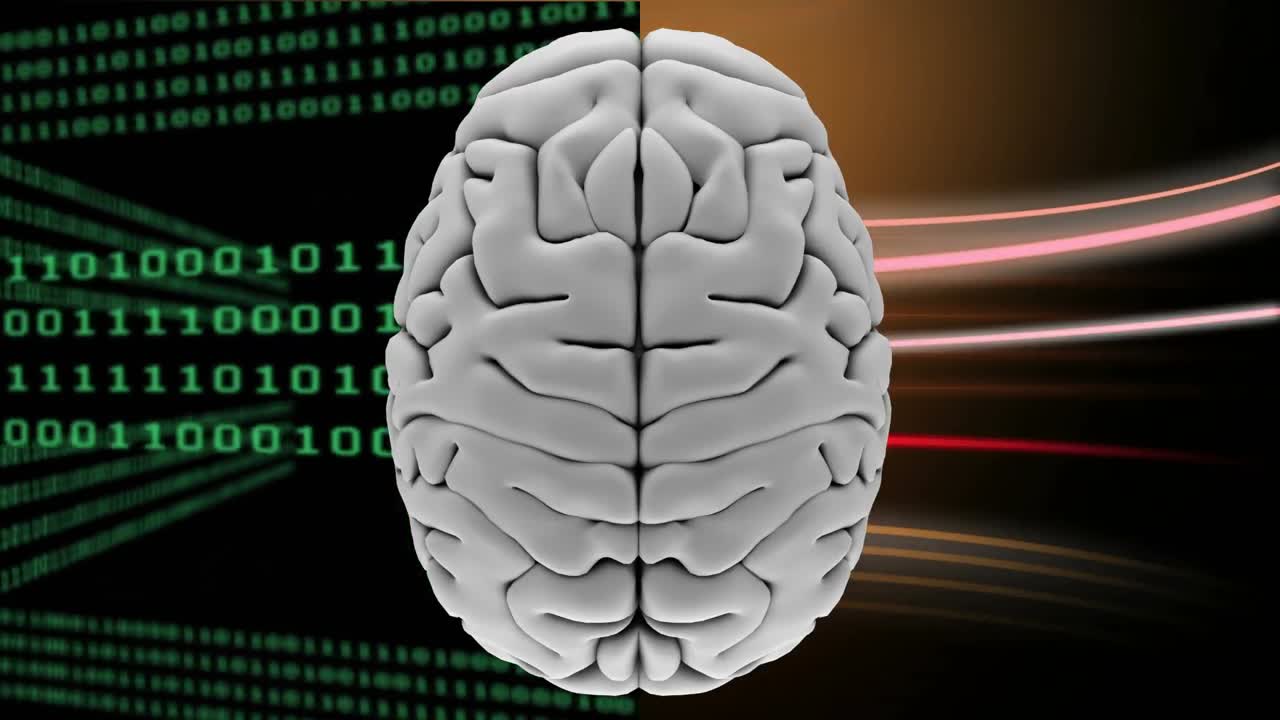 el cerebro blanco dividido en dos partes diferentes