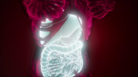 human body with visible digestive system