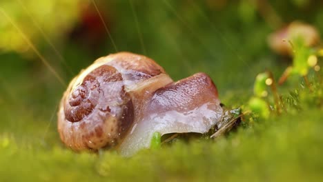 close-up wildlife of a snail in heavy rain in the sunset sunlight.