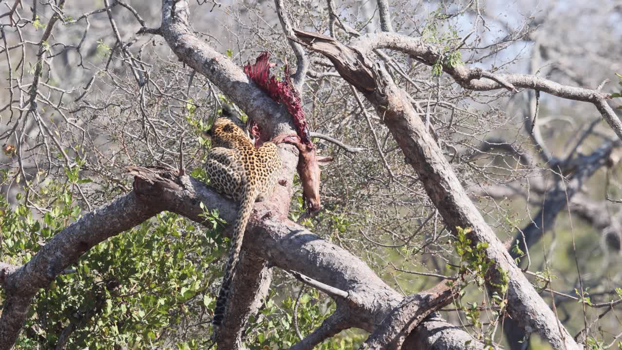 los leopardos africanos arrastran a sus presas a los árboles para comerlas sin que los demás los molesten.