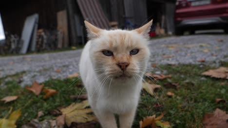 Zeitlupe,-Nahaufnahme-Einer-Süßen,-Wilden,-Streunenden-Katze,-Die-In-Die-Kamera-Schaut