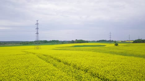 Sobrevuelo-Aéreo-Floreciente-Campo-De-Colza,-Volando-Sobre-Exuberantes-Flores-Amarillas-De-Canola,-Idílico-Paisaje-De-Granjero-Con-Línea-Eléctrica-De-Alto-Voltaje,-Día-Nublado,-Drone-Dolly-Shot-Moviéndose-A-La-Izquierda