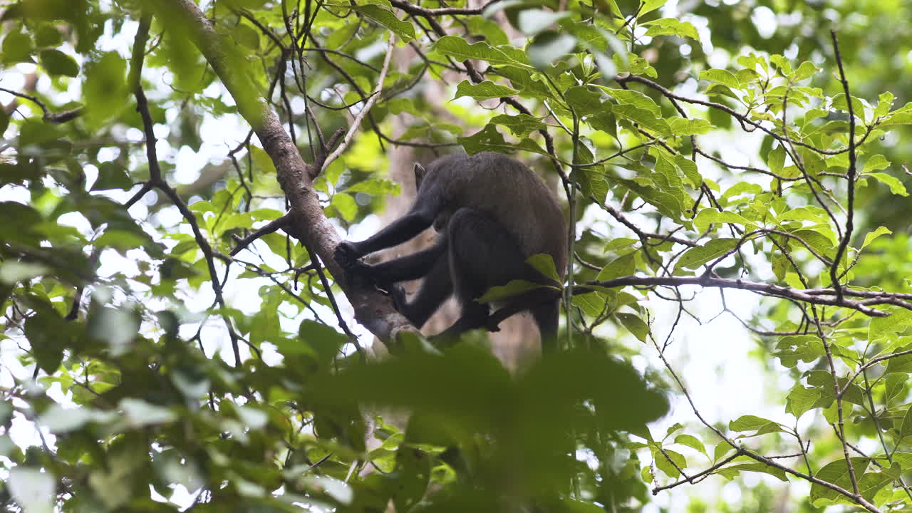 mono azul de zanzíbar sentado en un árbol en la selva, sosteniendo una rama