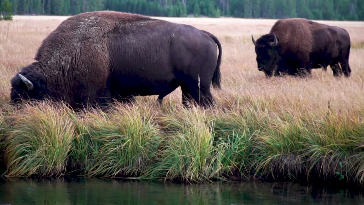 Bison grazing and moving on a river in Yellowstone National Park