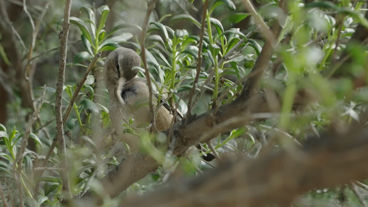 sinsonte patagónico en la rama de un árbol acicalándose y rascándose las plumas del pecho