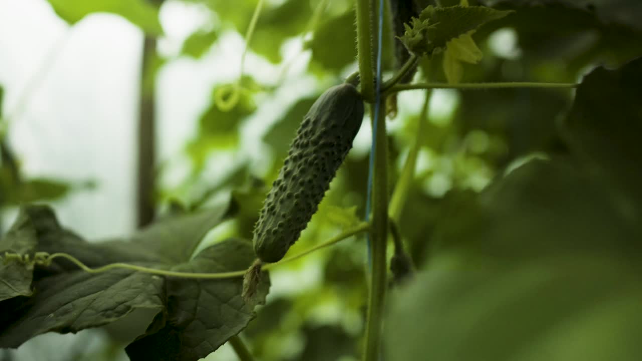 hombre mayor inspeccionando el cultivo de pepinos en el invernadero