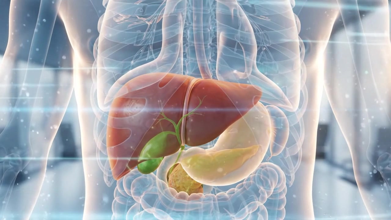 Transparent human torso with liver and digestive organs highlighted in medical hallway