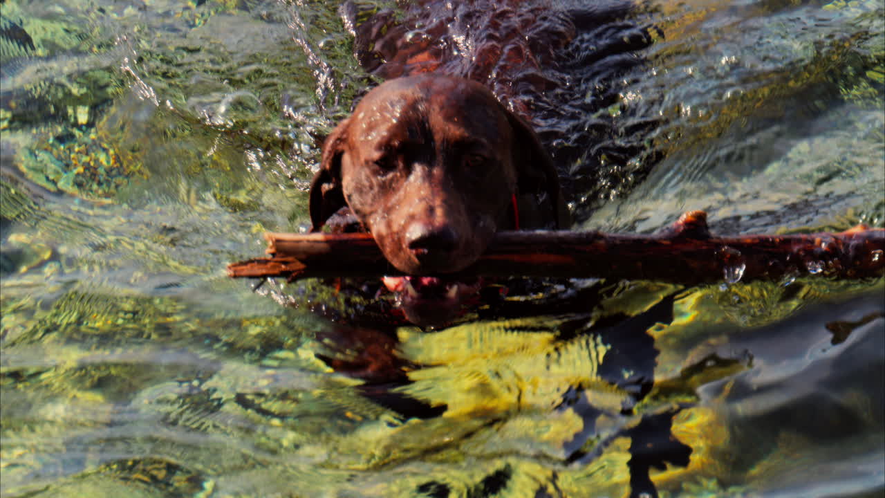 Close up of a brown dog holding a big stick, swimming in the crystal clear water