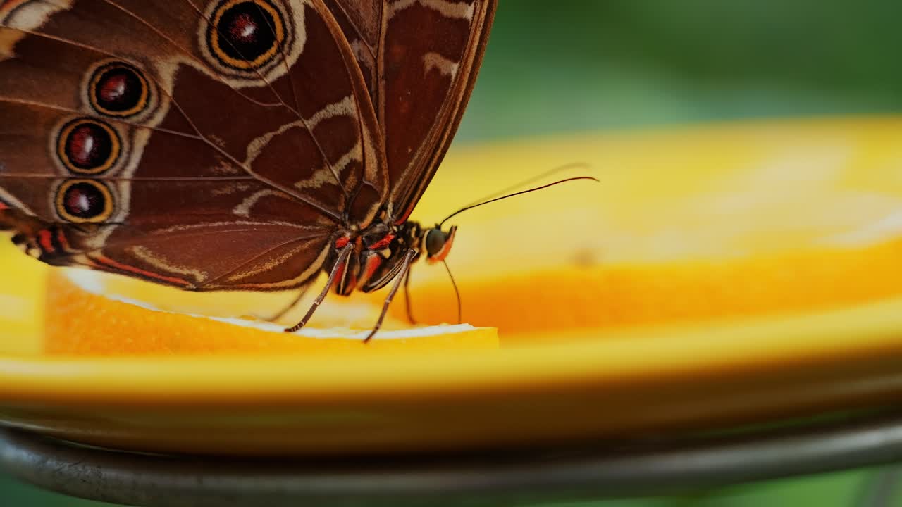 Macro shot of butterfly sipping juice from orange, filmed inside butterfly house