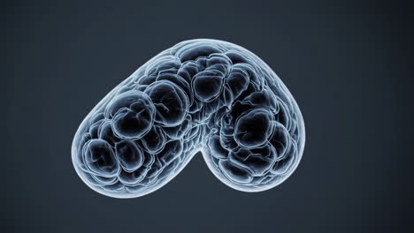 abstract 3d render of a brain-like organ