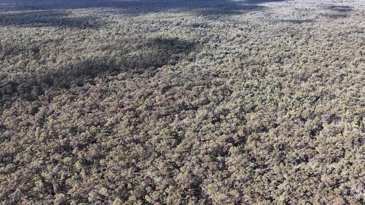 Imagem aérea de drone sobre uma vasta floresta de eucaliptos com sombras de nuvens na Floresta Goonoo, Austrália.