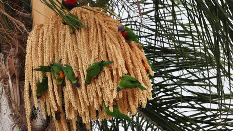 una bandada de loros comiendo semillas de palma.