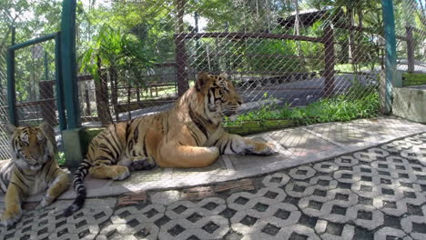 Un-Primer-Plano-De-Dos-Tigres-De-Bengala-Dentro-De-Su-Jaula