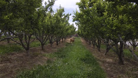 Female-Deer-Grazing-in-Beautiful-Apple-Orchard-Trees---Aerial-Drone