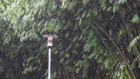 rainy day on forest branches tree