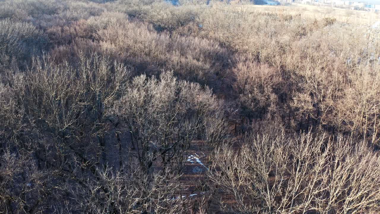 Winter Forest Landscape. Aerial view of forest covered with snow