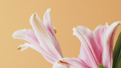 video of pink lily flowers and leaves with copy space on yellow background